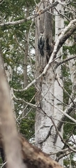Sphyrapicus varius image