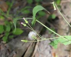 Emilia sonchifolia image
