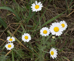 Anthemis ruthenica