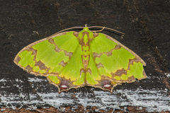 Agathia lycaenaria