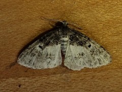 Hydrelia condensata