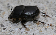 Onthophagus australis