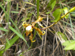 Cyrtochilum divaricatum
