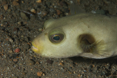 Arothron immaculatus