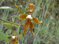Cyrtochilum divaricatum