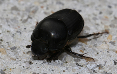 Onthophagus australis