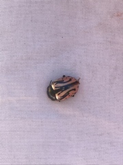 Calligrapha sigmoidea