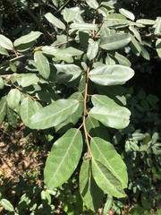 Elaeagnus pungens