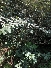 Elaeagnus pungens