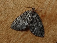 Hydriomena divisaria