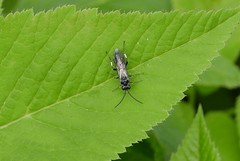 Macrophya albicincta