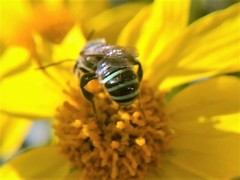 Acunomia
