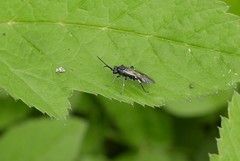 Macrophya albicincta