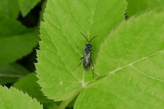 Macrophya albicincta