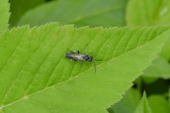 Macrophya albicincta