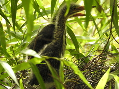 Butorides virescens image