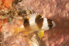 Amblypomacentrus breviceps