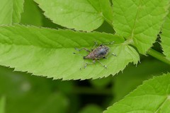 Liophloeus tessulatus