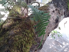 Pleopeltis polypodioides