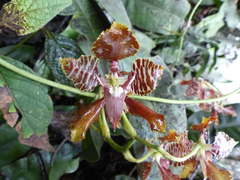 Cyrtochilum minax