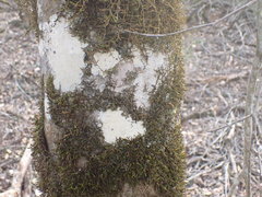 Maytenus undata