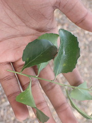 Maytenus undata