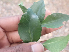 Maytenus undata