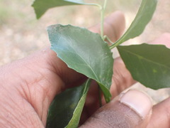Maytenus undata