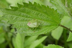 Palomena viridissima