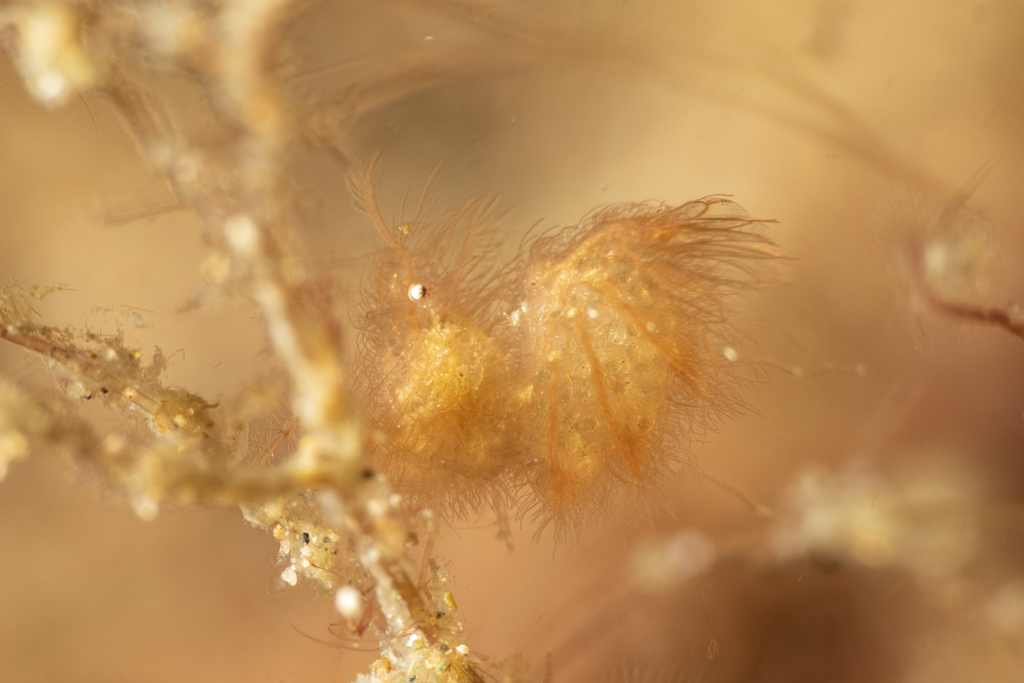 Phycocaris
