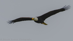 Haliaeetus leucocephalus