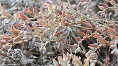 Dudleya abramsii