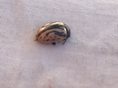 Calligrapha sigmoidea