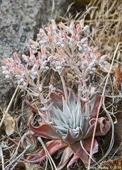 Dudleya abramsii