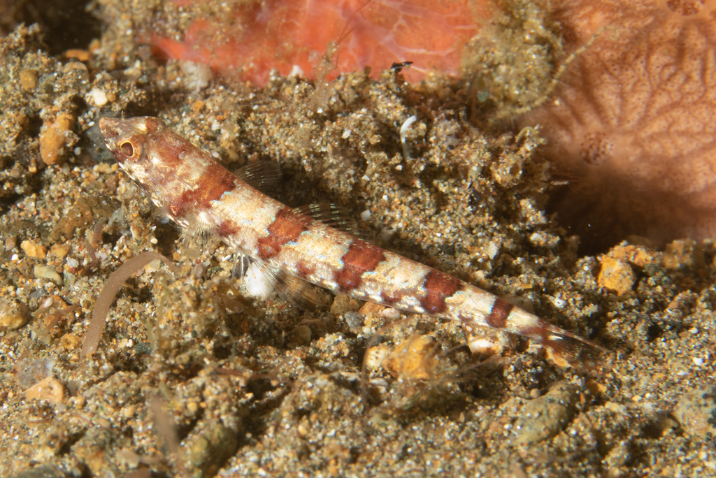 Redmarbled lizardfish (Synodus rubromarmoratus) — Synodontidae