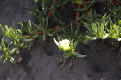 Carpobrotus edulis edulis