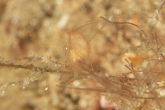 Phycocaris simulans