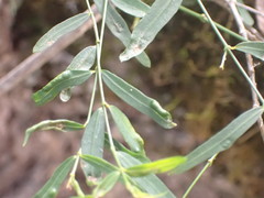 Secamone filiformis
