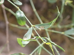 Secamone filiformis