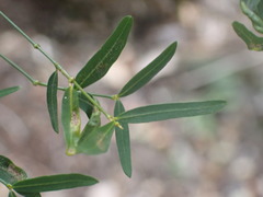Secamone filiformis