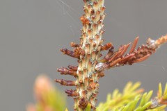 Arceuthobium pusillum