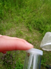 Rubiconia intermedia