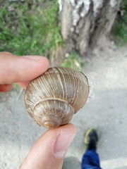 Helix pomatia
