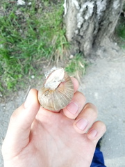 Helix pomatia