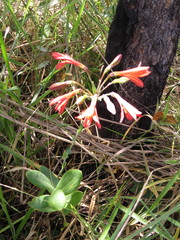 Alstroemeria gardneri