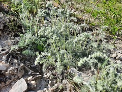 Artemisia alpina