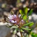 Asperula setosa - Photo (c) mallaliev, some rights reserved (CC BY-NC), uploaded by mallaliev