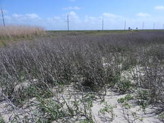 Phragmites australis berlandieri
