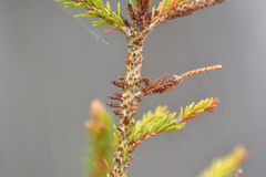 Arceuthobium pusillum