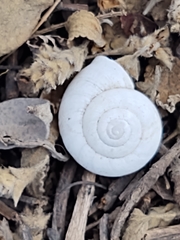 Zonitidae